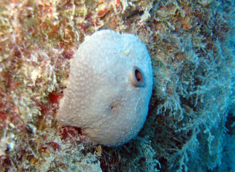 Ircinia sp.